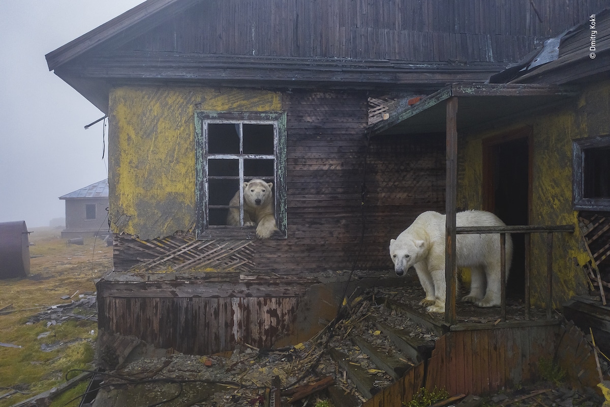 Two Polar Bears in Abandoned House in Kolyuchin
