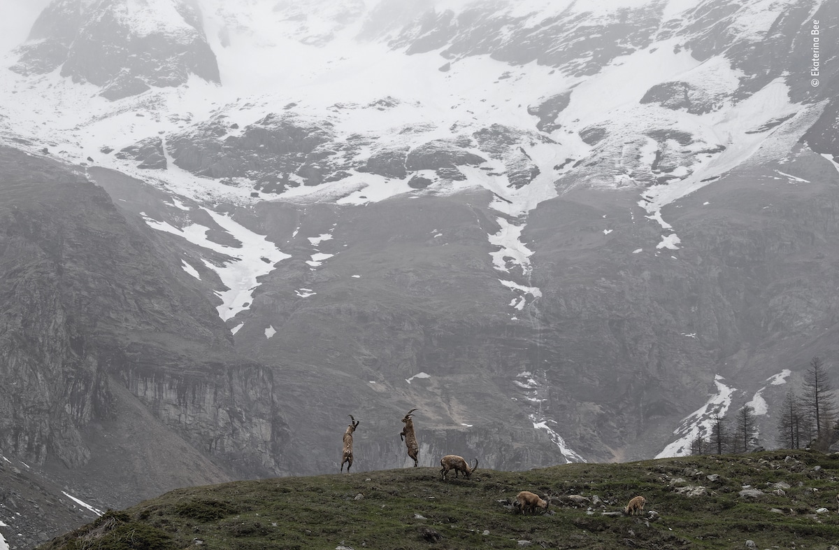 Two Alpine Ipex Sparring