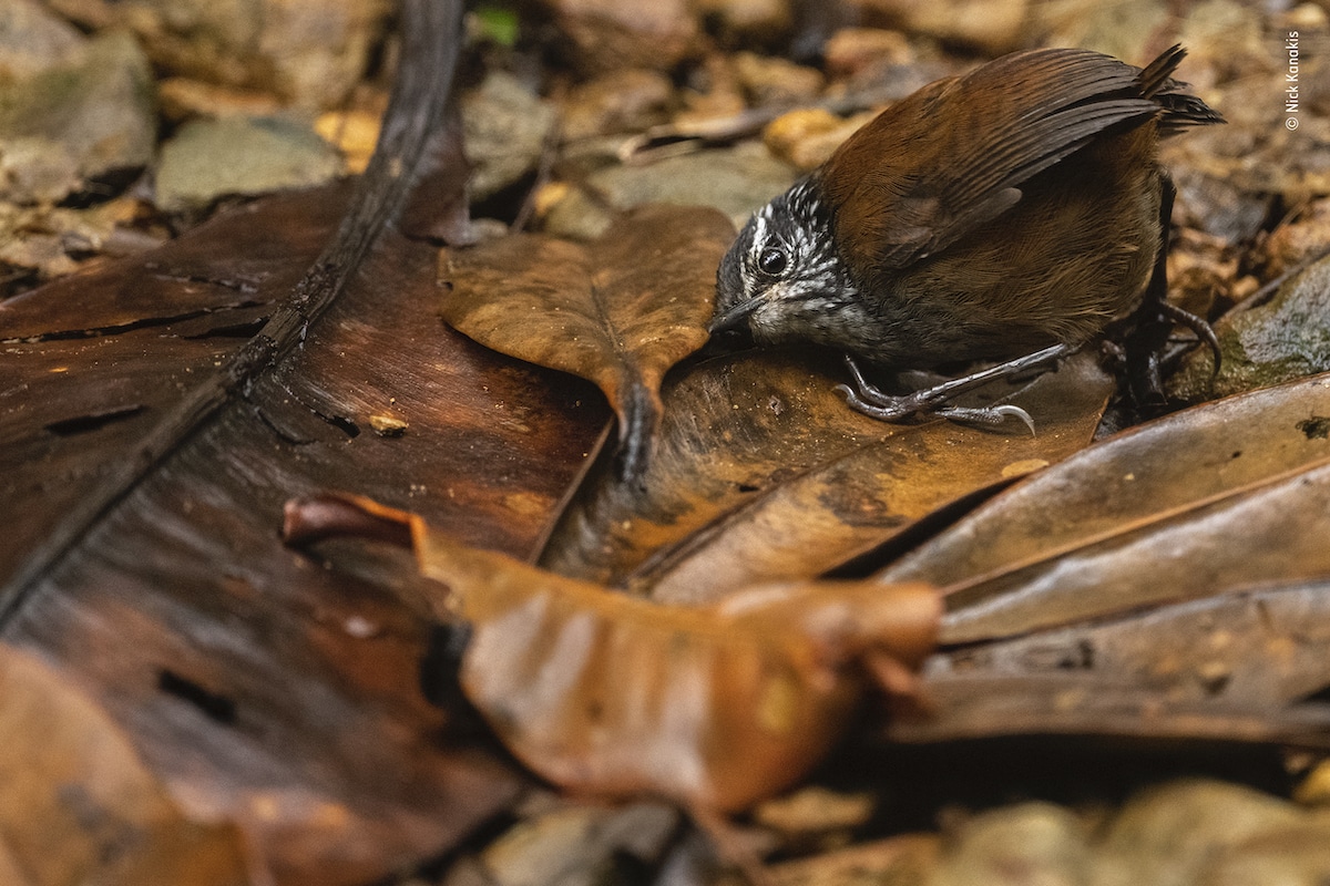 Wren Pressing Ear to the Ground to Listen for Small Insects