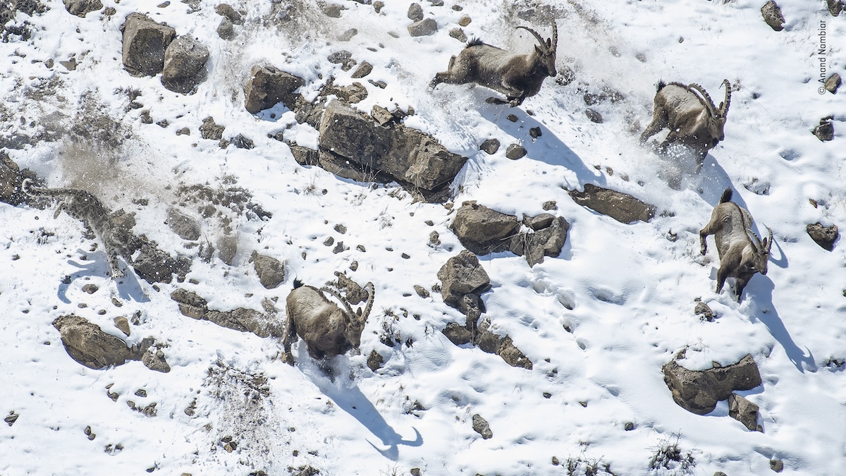 Snow Leopard Charging a Herd of Himalayan Ibex