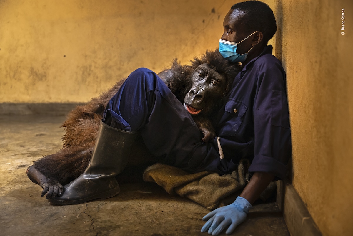 Mountain Gorilla Dying in the Arms of Her Caretaker