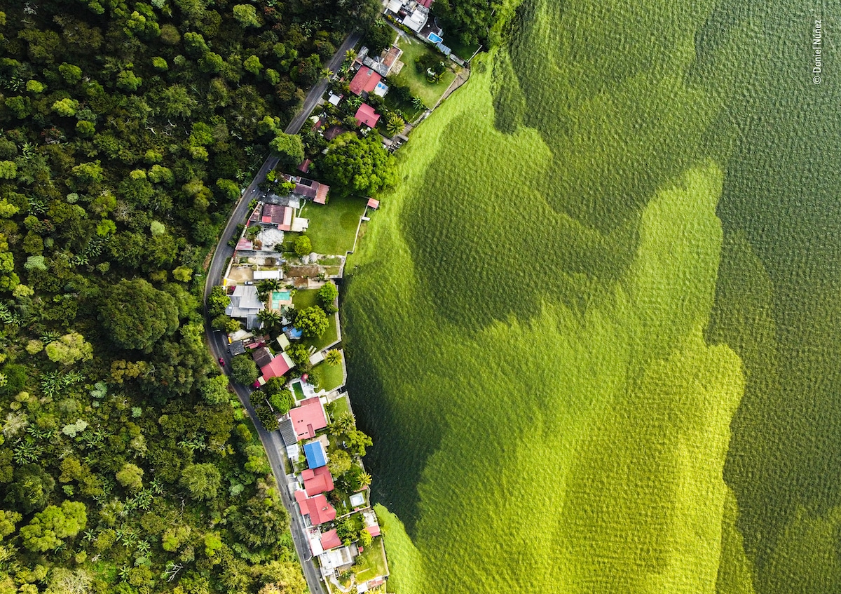 Aerial Photo Contrasting the Forest and Algal Growth on Lake Amatitlán in Guatemala