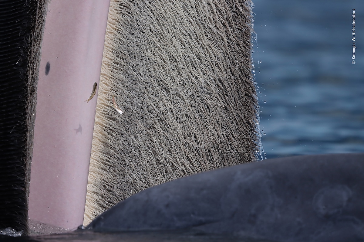 Close Up Image Showing Baleen of Bryde’s whale