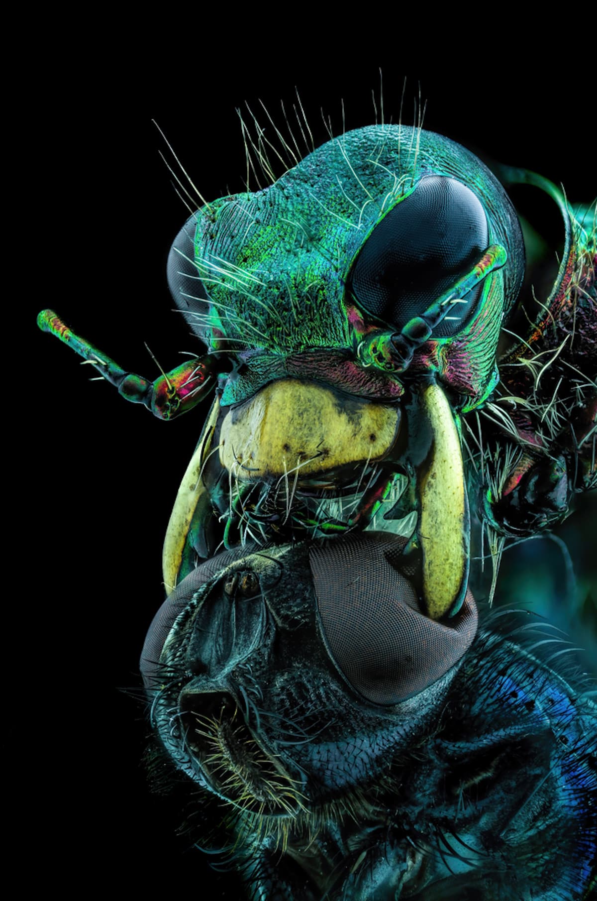 A fly under the chin of a tiger beetle