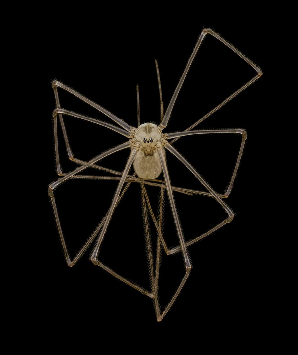 Long-bodied cellar/daddy long-legs spider