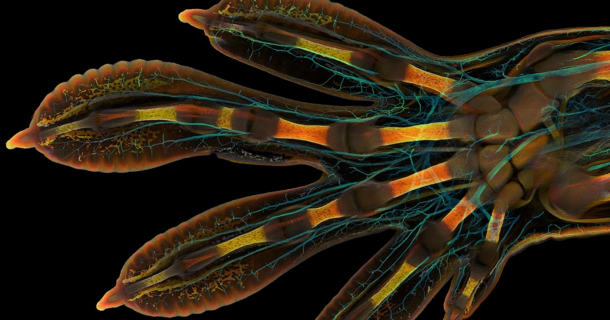 Winners of 2022 Nikon Small World Photomicrography Competition