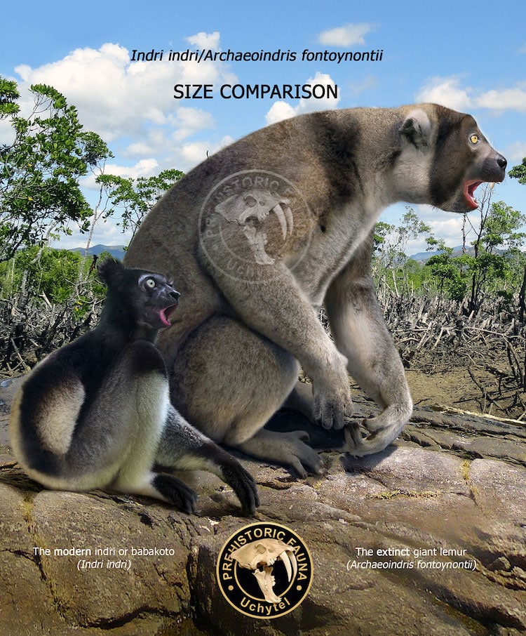 Comparison of Contemporary and Prehistoric Animal Size Comparison 