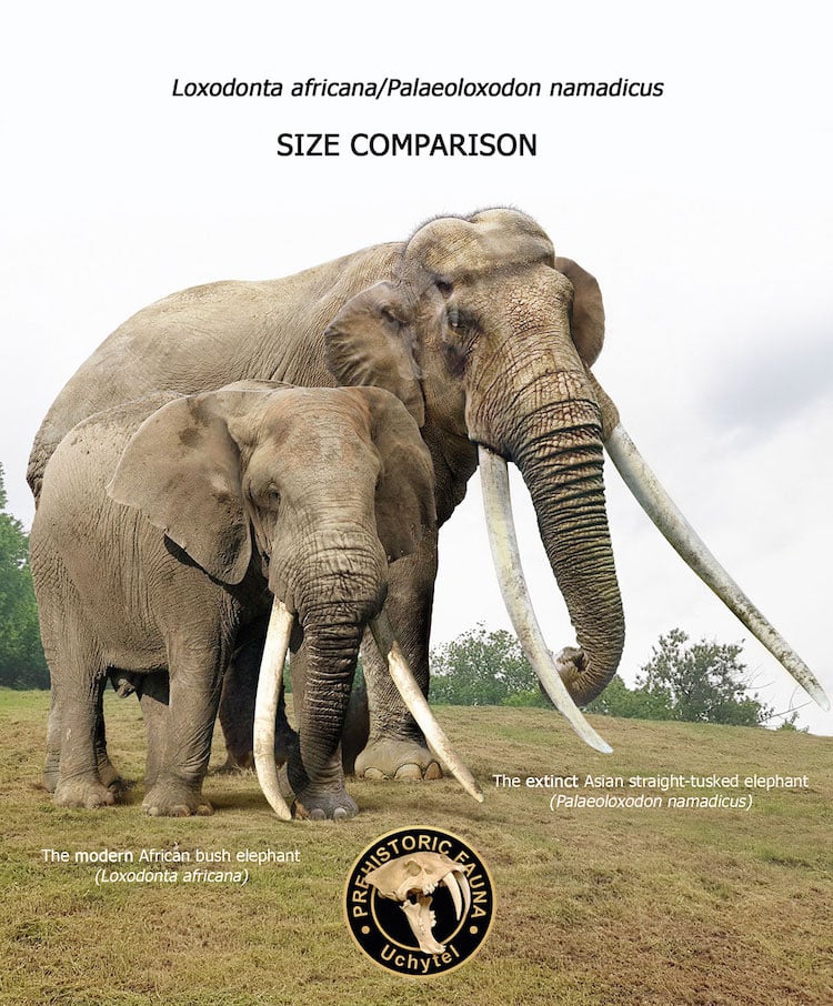 What is the Size Difference Between an Asian Straight Tusked Elephant and African Bush Elephant