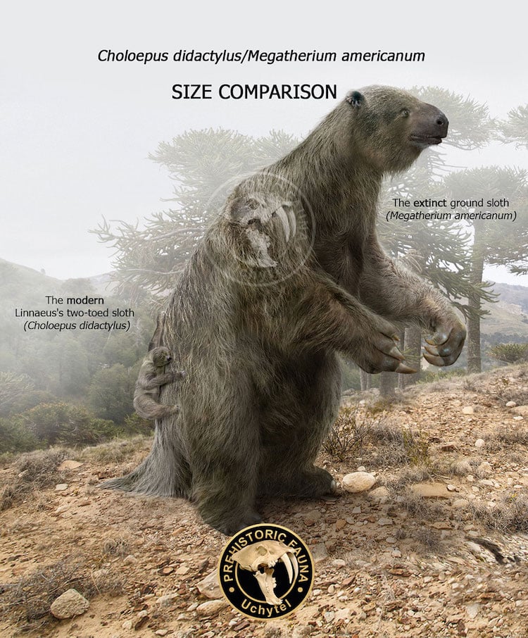 water bear size comparison