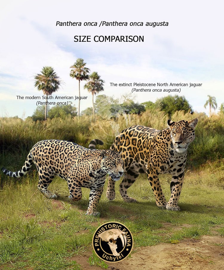 Comparison of Contemporary and Prehistoric Animal 