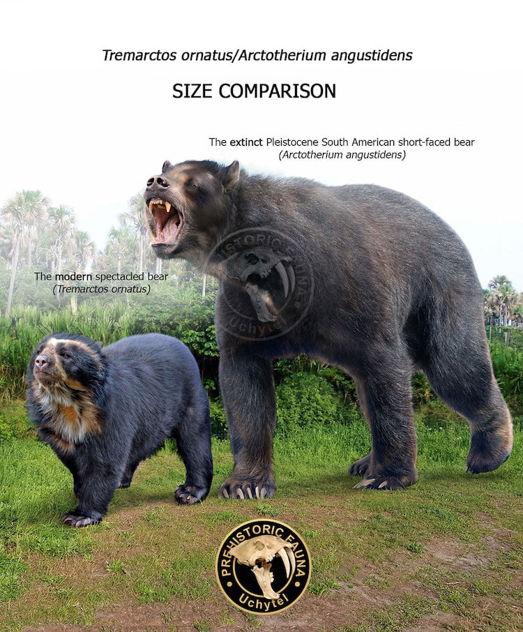 Difference in Size Between Contemporary Animal and Its Ancestor