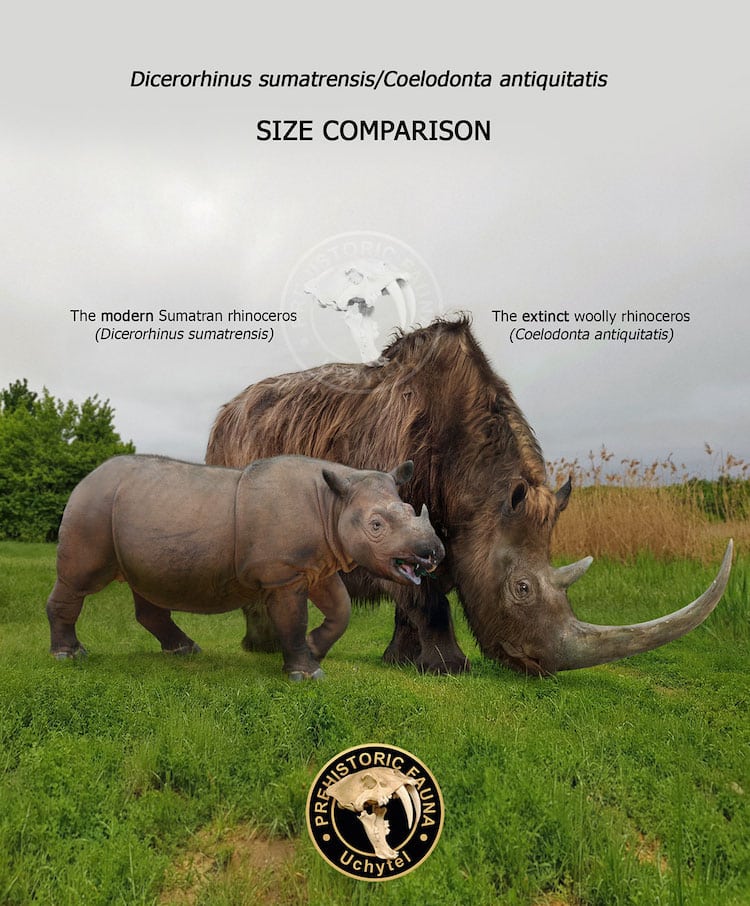 Comparison of Contemporary and Prehistoric Animal Size Comparison 