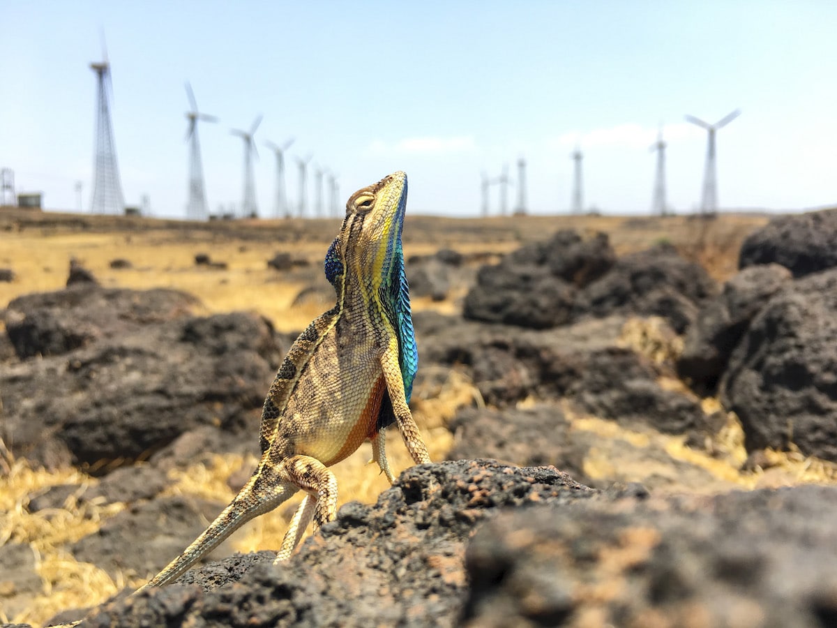 Vibrant Fan-throated Lizard (Sarada superba) stands guard over his territory