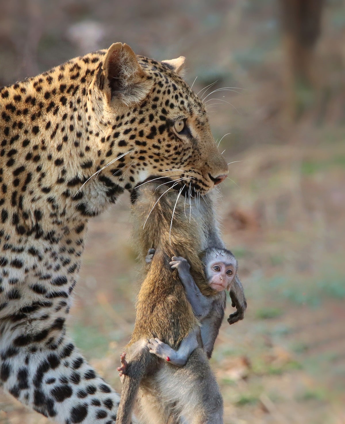 Leopard Carrying Carcass of a Monkey