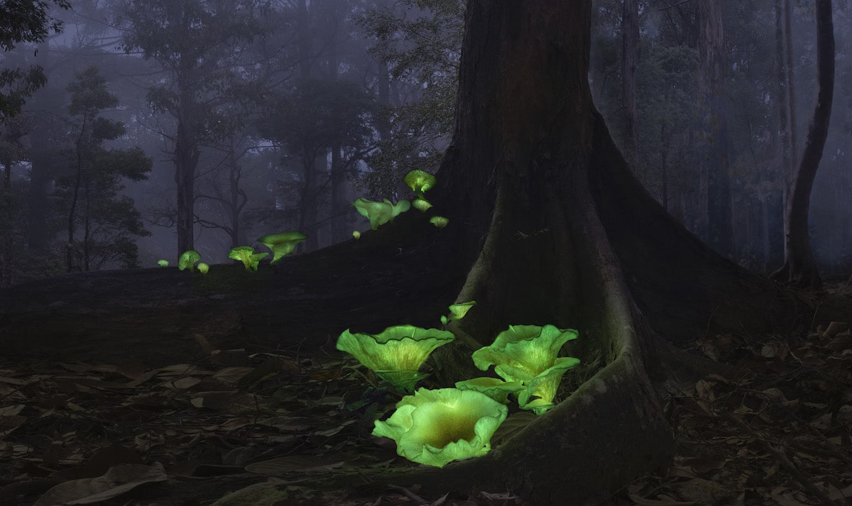 Glow of Ghost Mushrooms in the Forest in Australia
