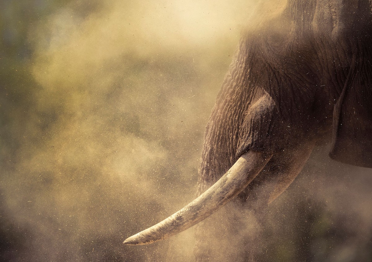 Dust Surrounding Elephant in Namibia
