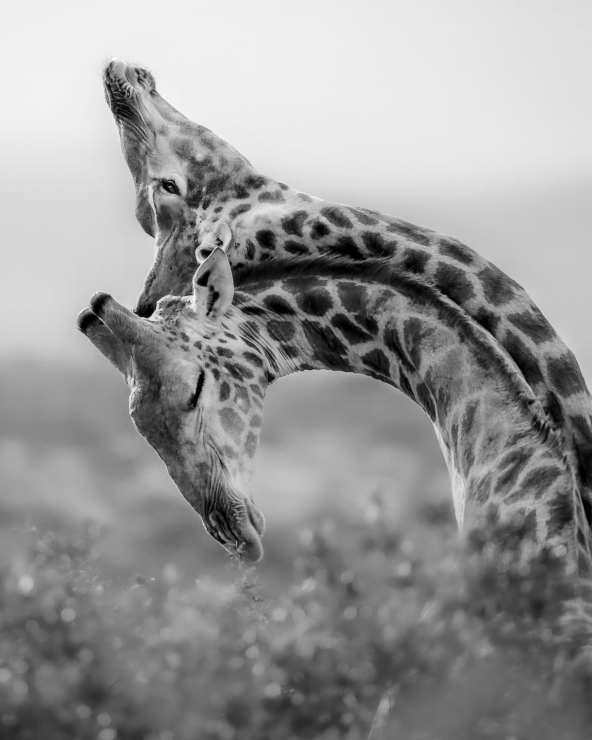 Two Young Giraffes Necking