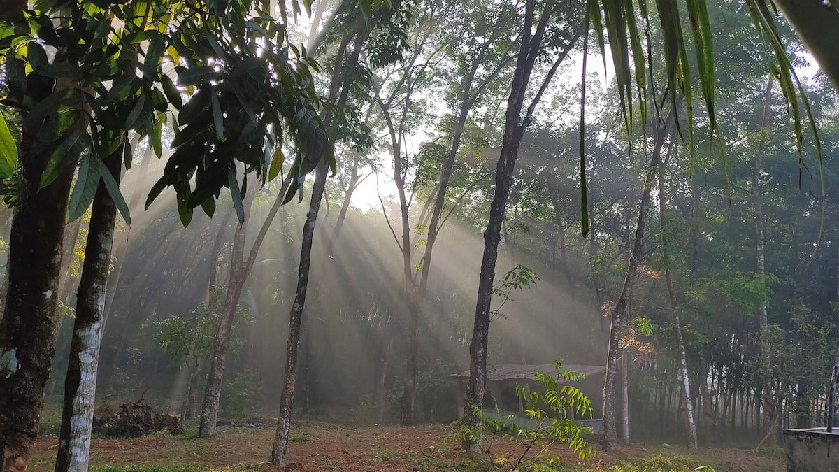 인도의 나무 캐노피를 통한 빛 필터링