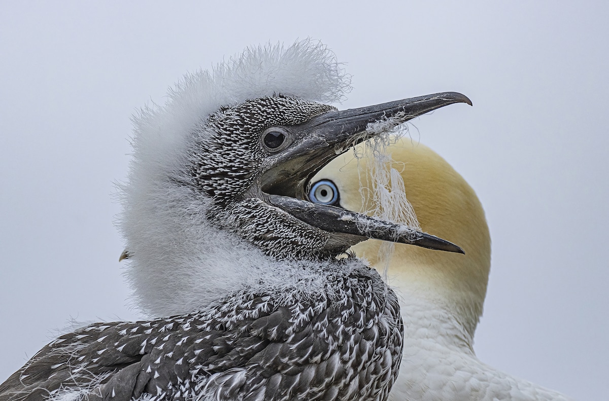 Gannet Chick Peeking Out from Behind Its Mother