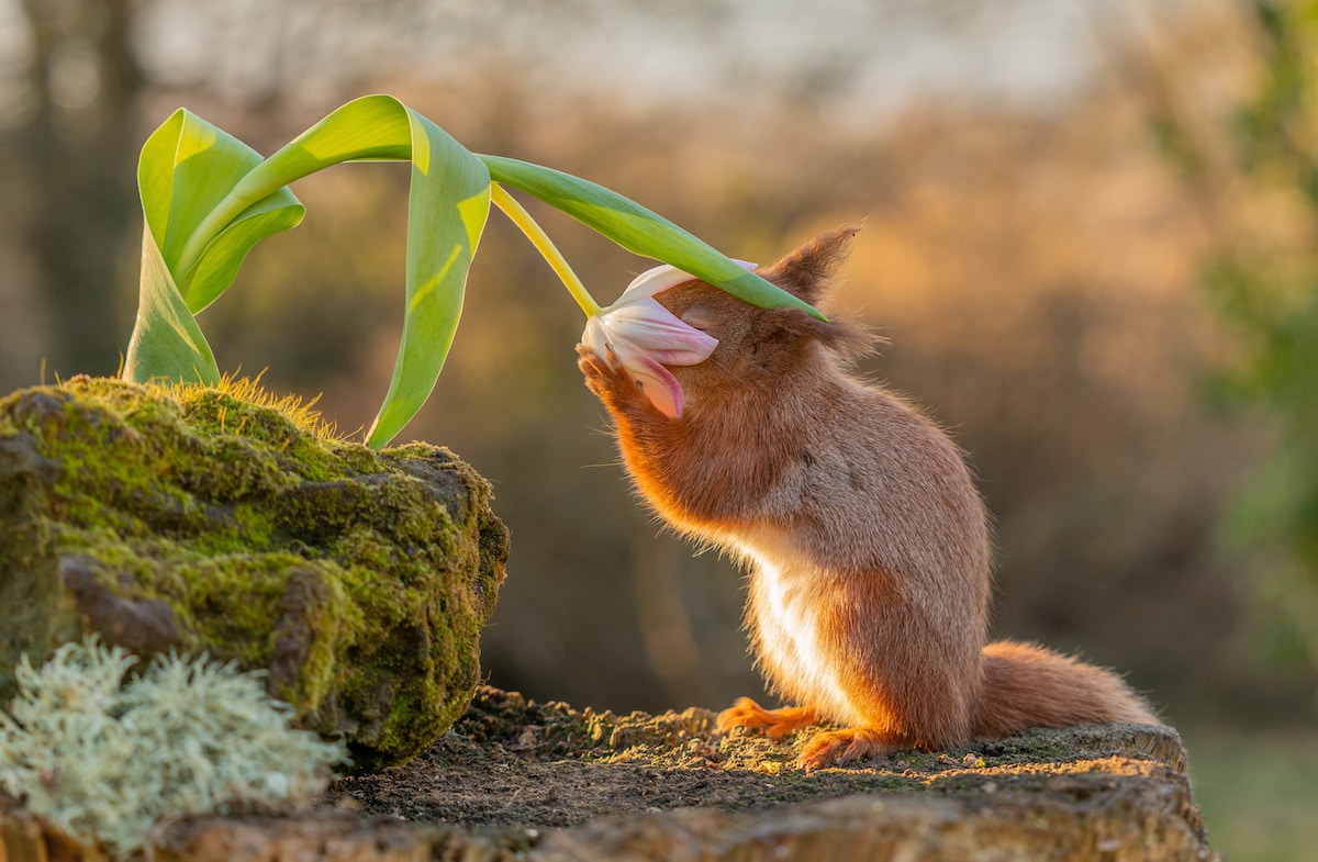 Squirrel Sniffing a Flower