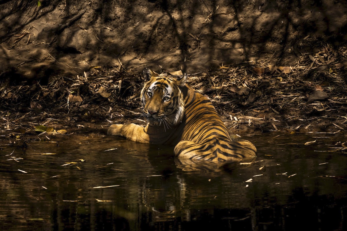 Male tiger in Bandhavgarh National Park India Lounging in Pool of Water
