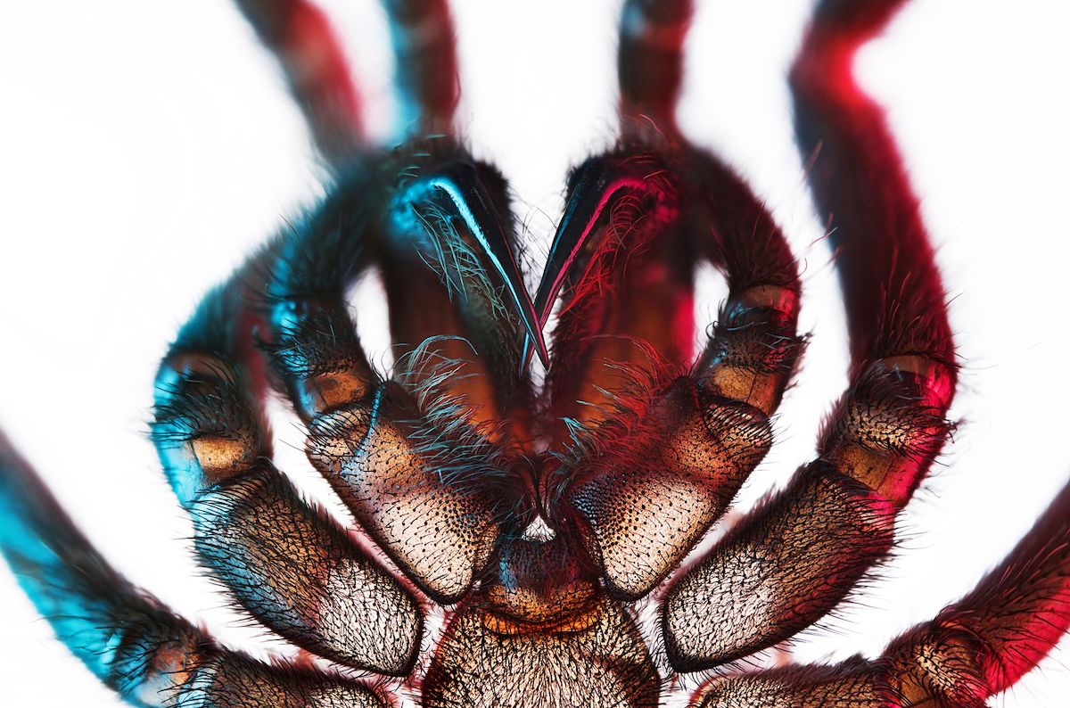 Macro Photo of exoskeleton of a Brazilian salmon pink bird-eating tarantula Lasiodora parahybana