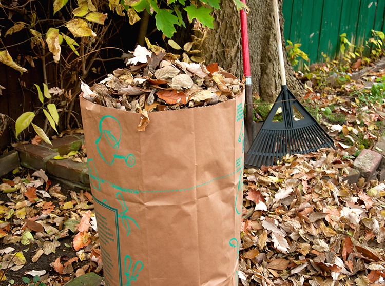 Scientists Say Do Not Bag Your Raked Leaves This Fall
