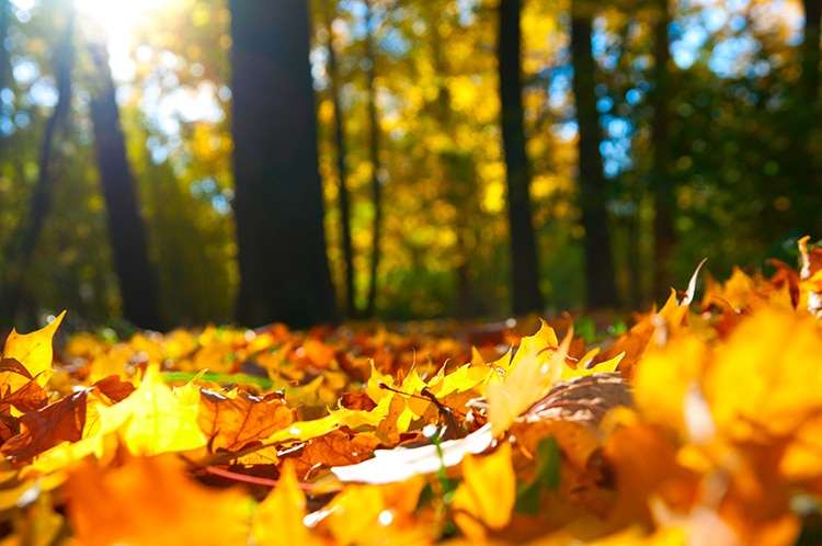 How to Bag Autumn Leaves