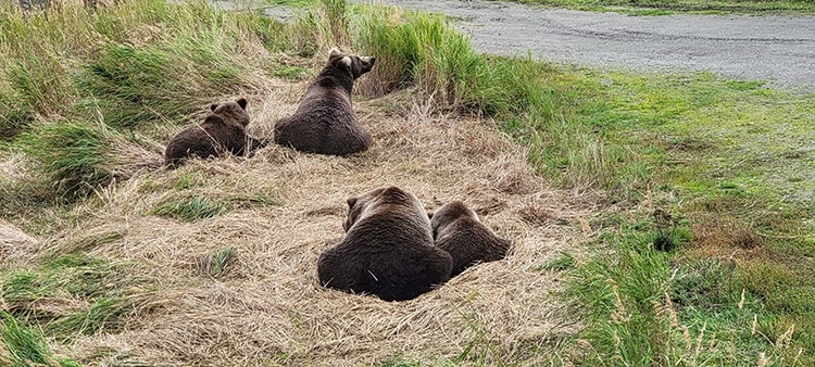 Park Rangers Spot Adorable and Unusual Family During Fat Bear Week