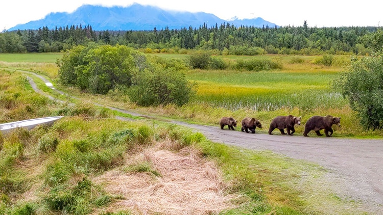 Park Rangers Spot Adorable and Unusual Family During Fat Bear Week