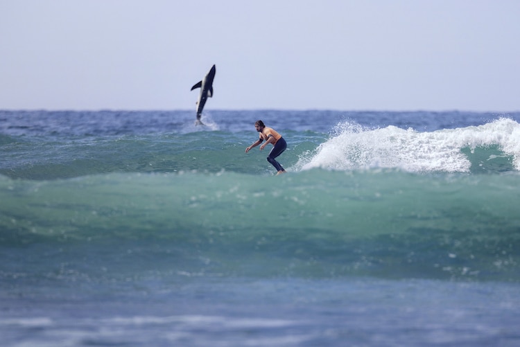 Jordan Anast Shark Breach Behind Surfer