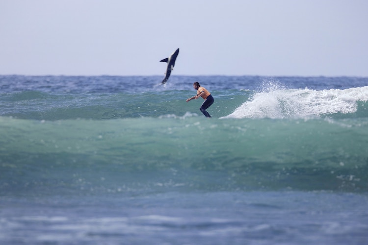 Jordan Anast Shark Breach Behind Surfer