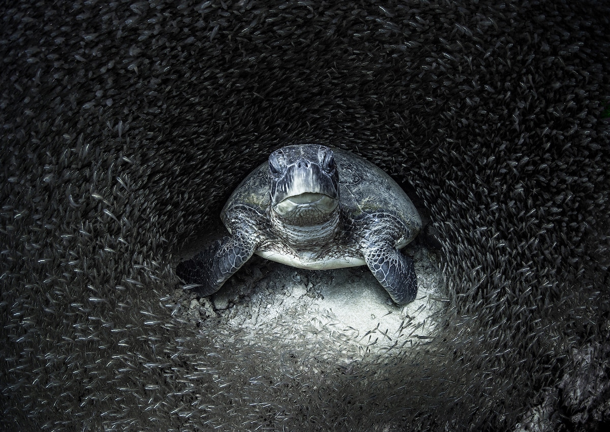 Ocean Photographer of the Year Award