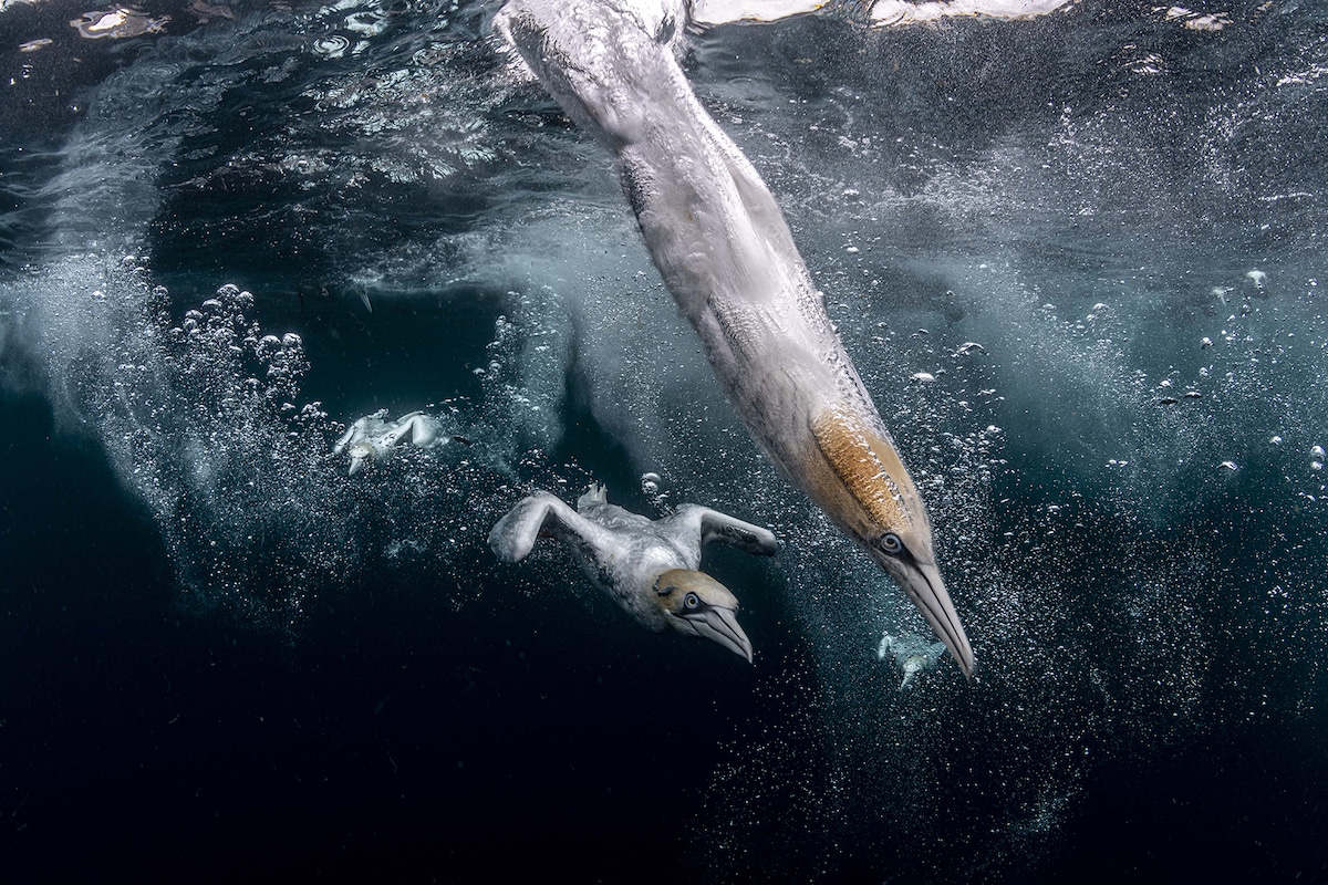 Ocean Photographer of the Year Award