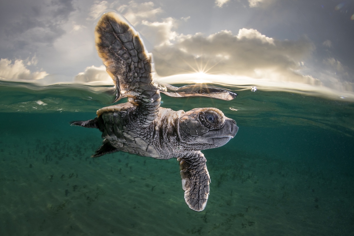 Ocean Photographer of the Year Award