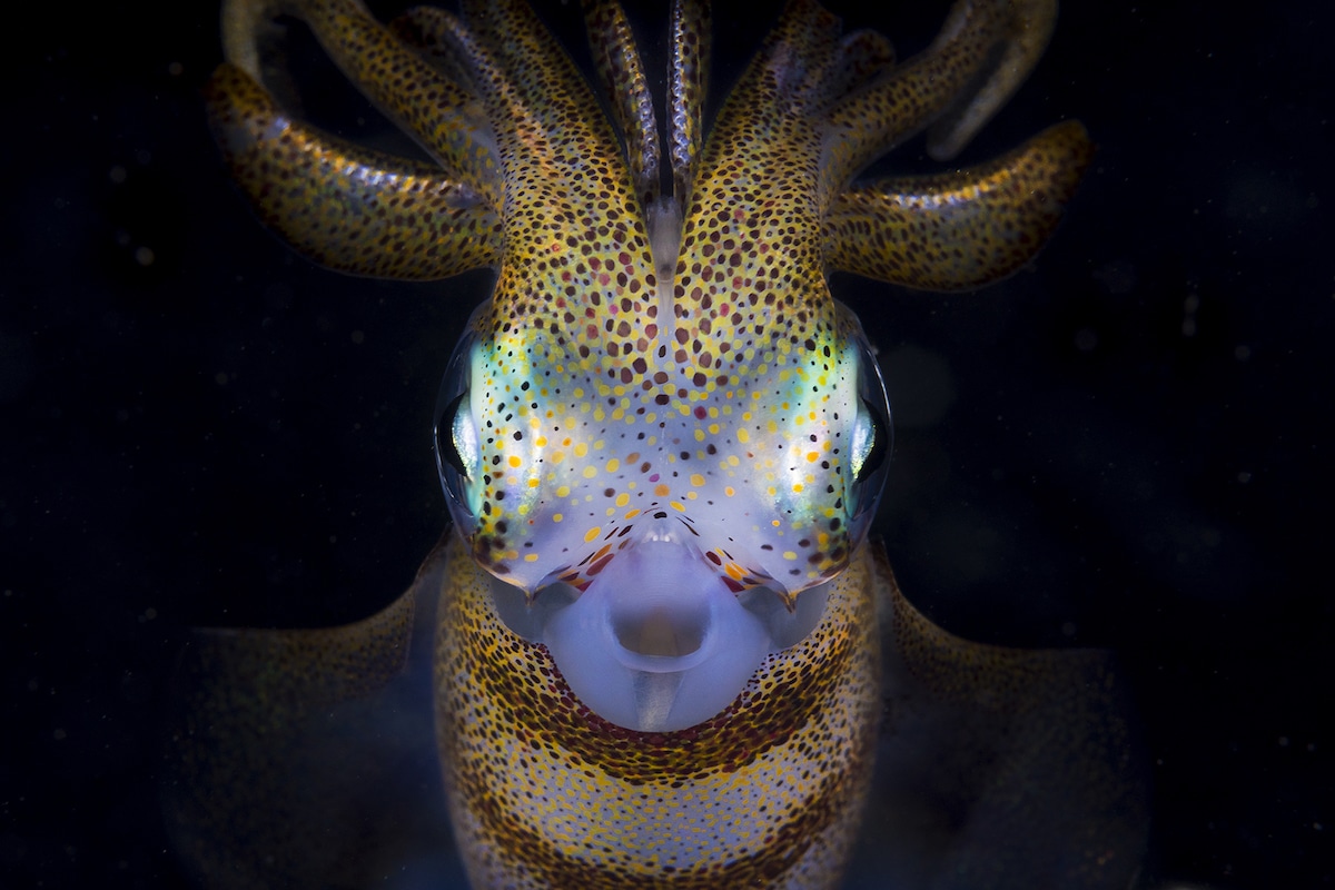 Ocean Photographer of the Year Award