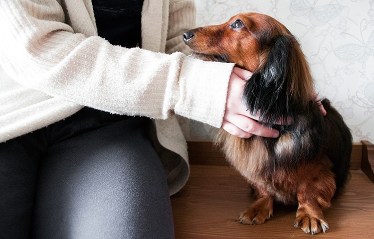 Petting Dogs Offers Us the Same Benefits as Socialising