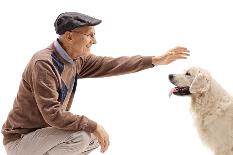 Petting Dogs Offers Us the Same Benefits as Socialising