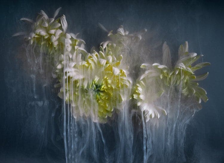 Romantic Photos of Flowers by Robert Peek