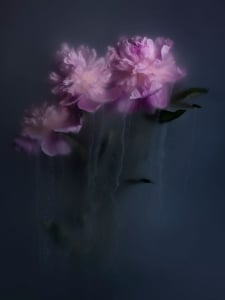 Lindsey Ricket Photographer Submerges Colorful Flora in Ink-Tinted Water