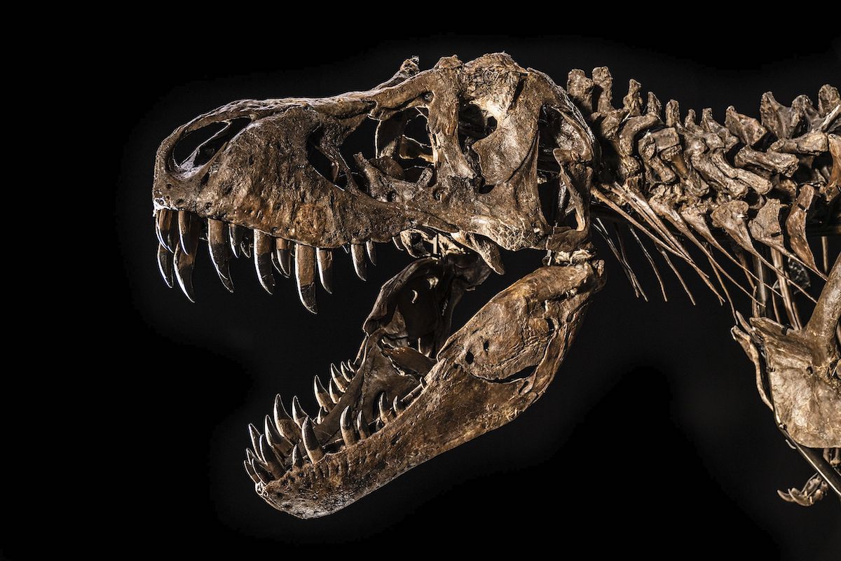Skull of Shen the T. Rex