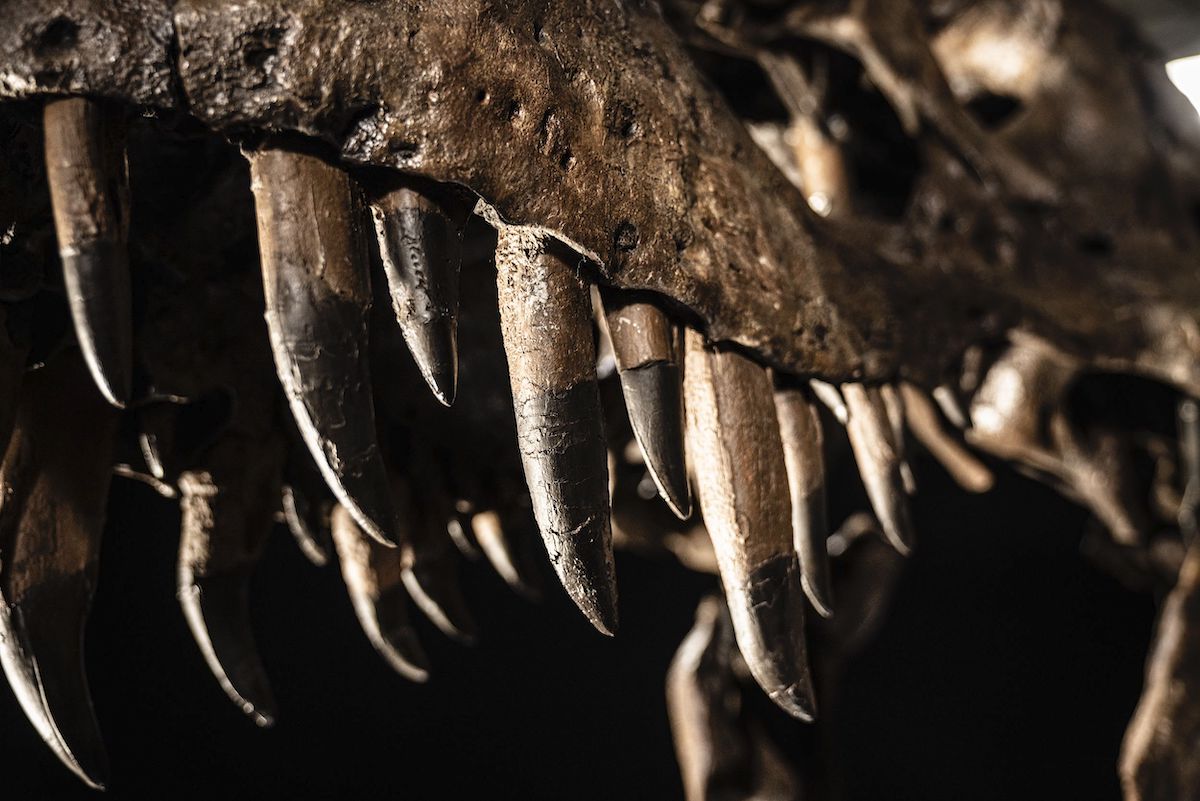 Teeth of Shen the T. Rex