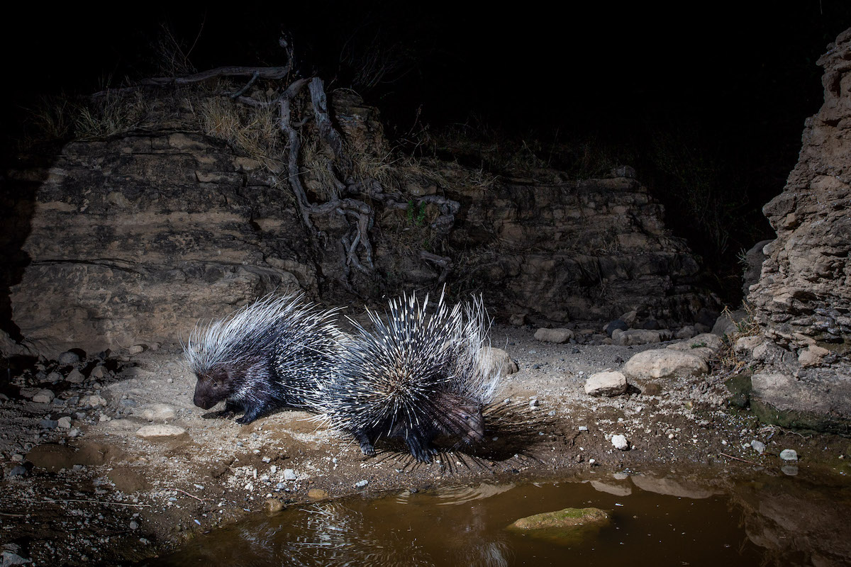 Porcupines at a Watering Hole in Africa