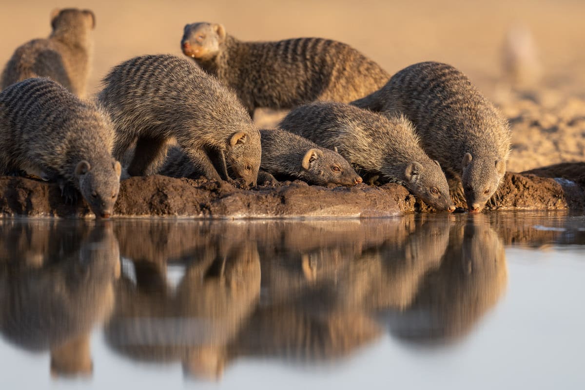 Mongoose at the Shomphole Hide