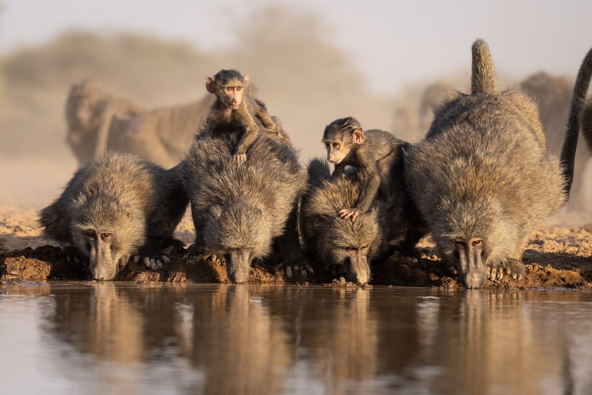 Baboons at the Shomphole Hide