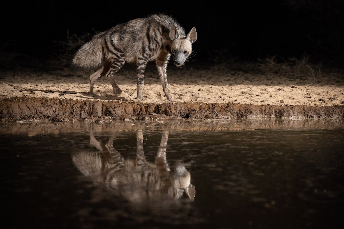 Stripped Hyena at the Shomphole Hide
