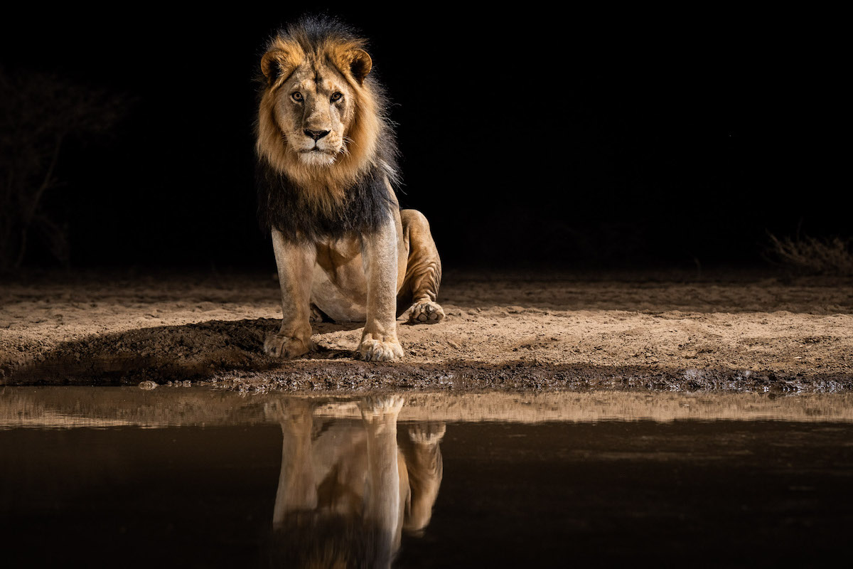 Male Lion at the Shomphole Hide