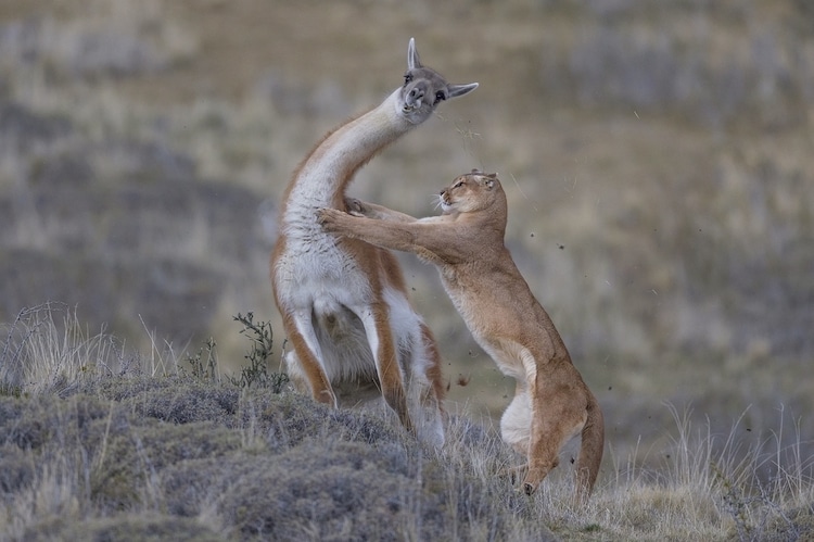 A female puma hunting a full-grown male guanaco