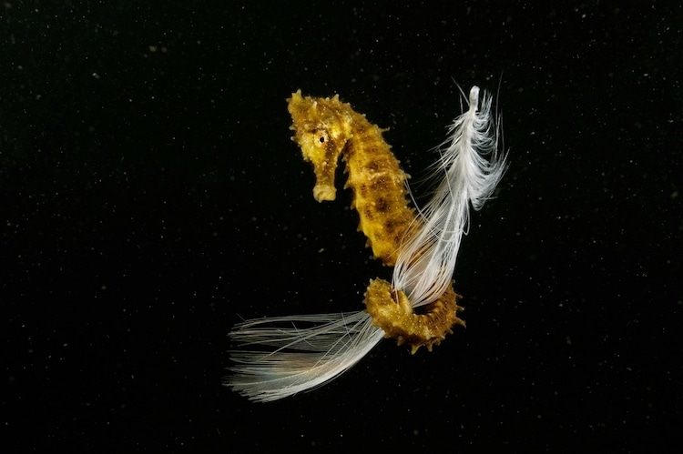 Juvenile Seahorses Holding Seagull Feather with Its Tail