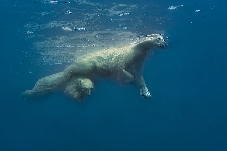 Mother Polar Bear Swimming with Her Young